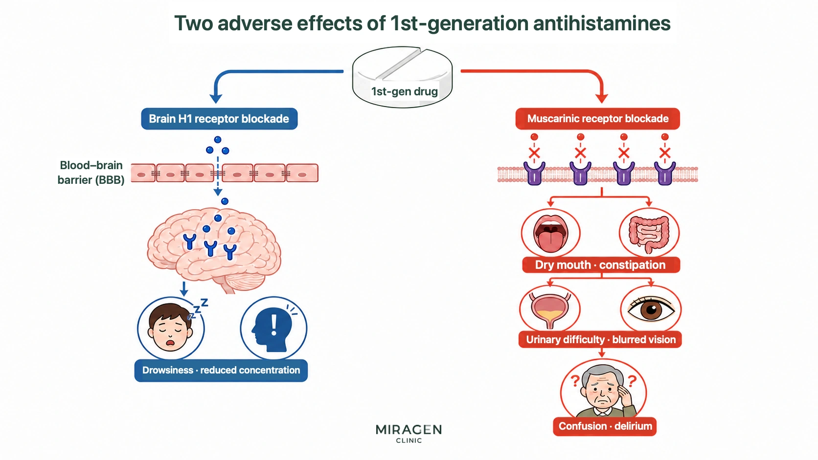 Illustration showing two pathways: first-generation antihistamines like Peniramin Tablets block brain H1 receptors, causing drowsiness and reduced concentration, and block muscarinic receptors, causing dry mouth, constipation, difficulty urinating, blurred vision, confusion, and delirium