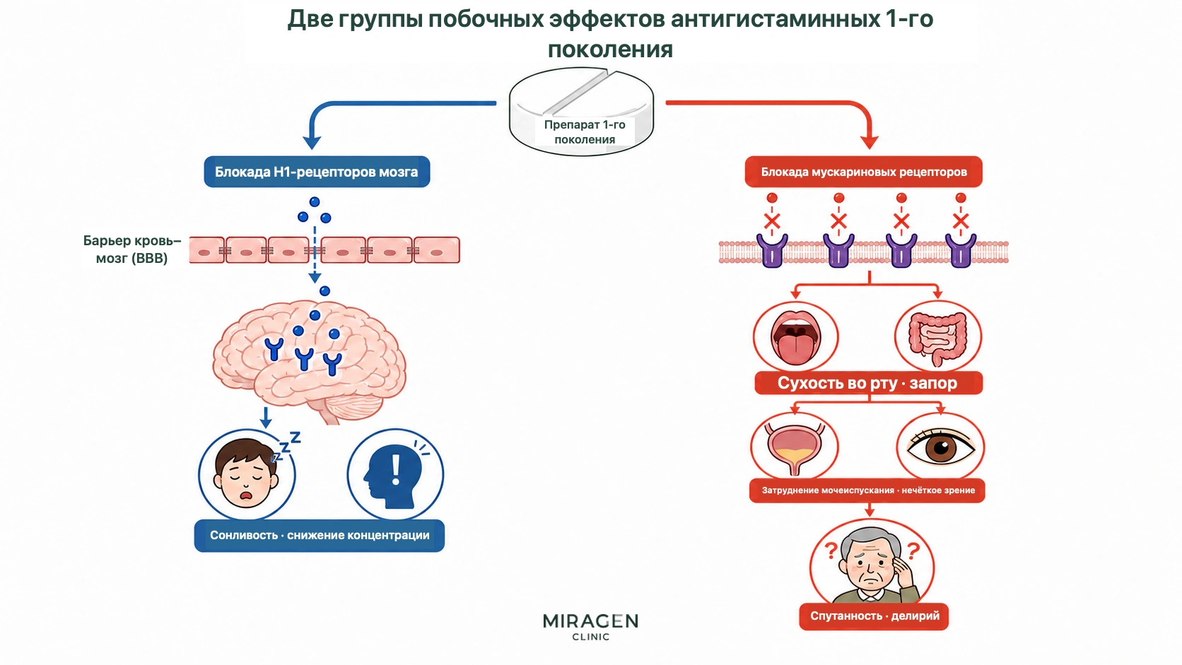 Схема показывает, что Адипам и другие средства первого поколения блокируют H1-рецепторы мозга с сонливостью и снижением внимания, а также мускариновые рецепторы с сухостью во рту, запором, задержкой мочи и спутанностью