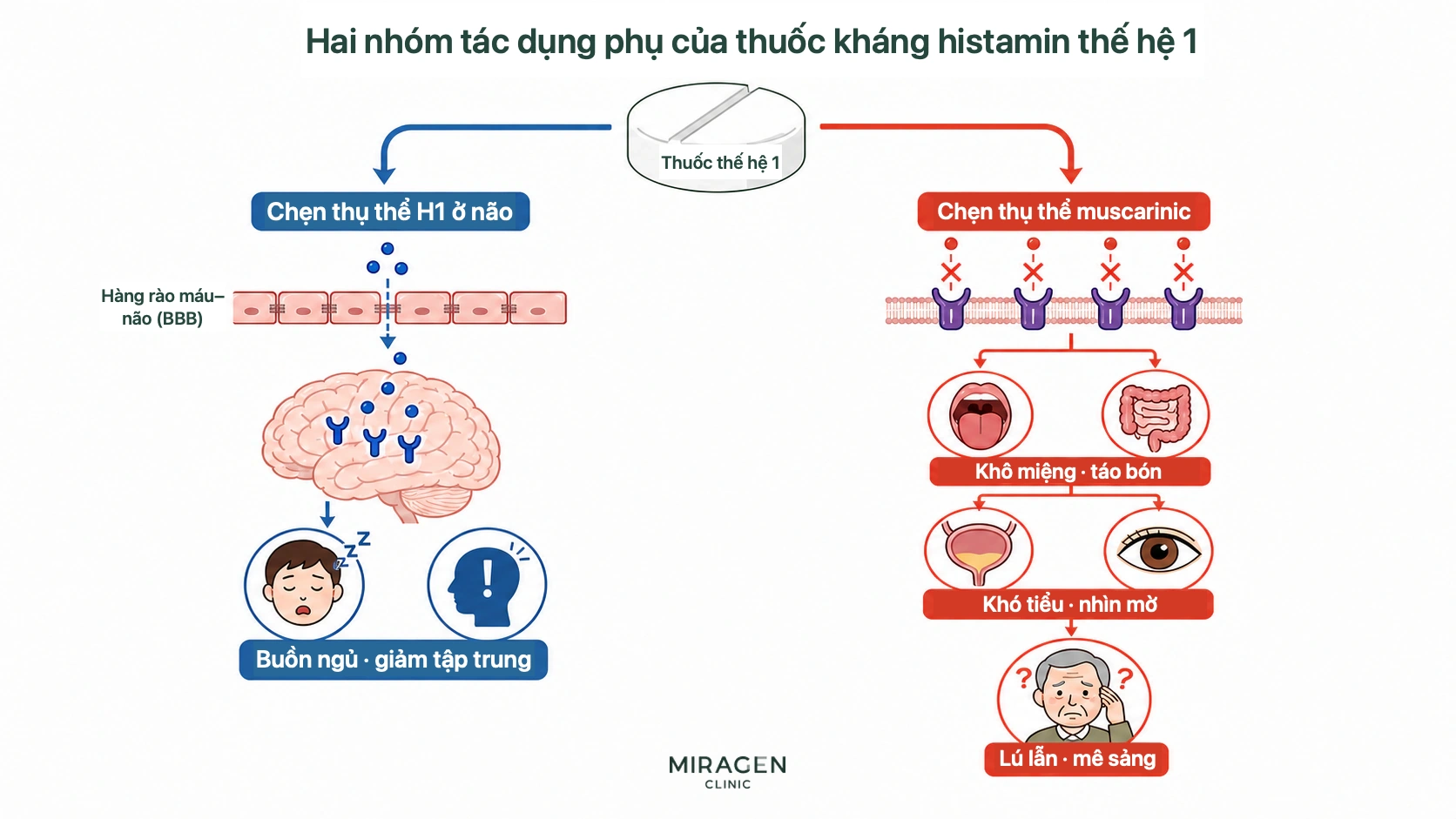 Hình hai đường tác động của thuốc thế hệ 1 như Adipharm: chặn H1 trong não gây buồn ngủ và giảm tập trung; chặn muscarinic gây khô miệng, táo bón, khó tiểu, nhìn mờ và lú lẫn
