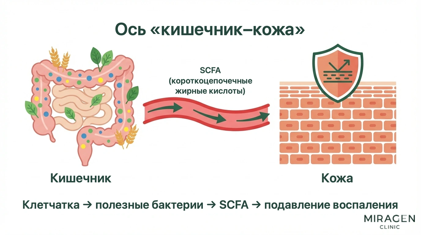 Поэтапная инфографика о связи кишечника и кожи: пробиотики и пищевые волокна способствуют образованию короткоцепочечных жирных кислот кишечной микрофлорой, что уменьшает общее воспаление и укрепляет кожный барьер