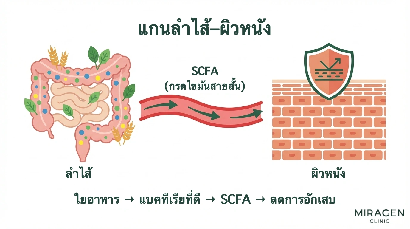 ภาพกลไกที่โพรไบโอติกและใยอาหารช่วยจุลชีพในลำไส้สร้างกรดไขมันสายสั้น เพื่อลดการอักเสบทั่วร่างกายและเสริมเกราะป้องกันผิว