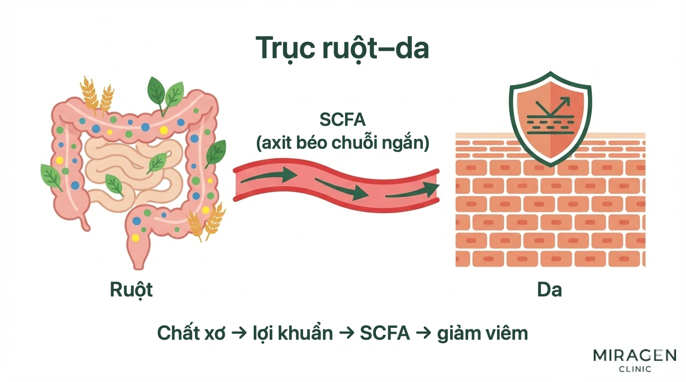 Sơ đồ từng bước men vi sinh và chất xơ tạo axit béo chuỗi ngắn nhờ hệ vi sinh ruột, qua đó giảm viêm toàn thân và củng cố hàng rào da