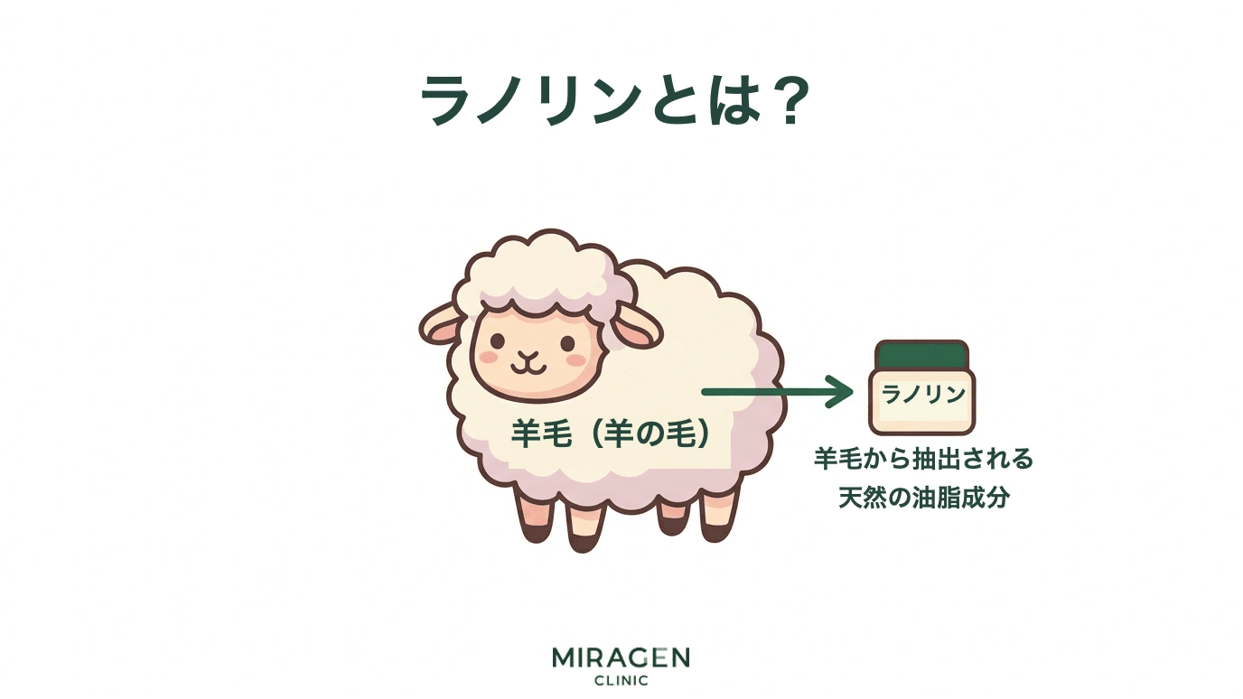 ラノリンが羊の毛から抽出される天然油脂成分であることを、可愛い羊のイラストで説明するインフォグラフィック