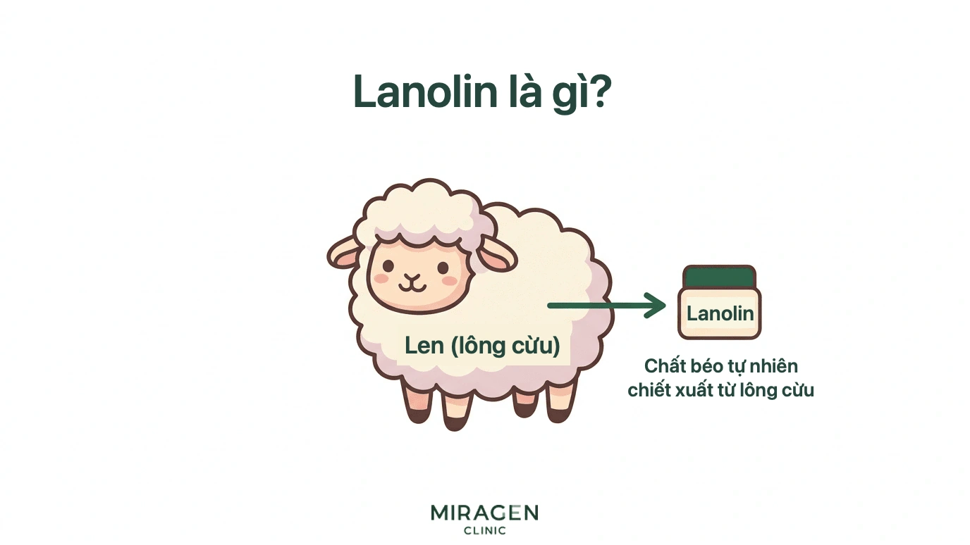 Đồ họa hình cừu giải thích lanolin là chất béo tự nhiên lấy từ lông cừu