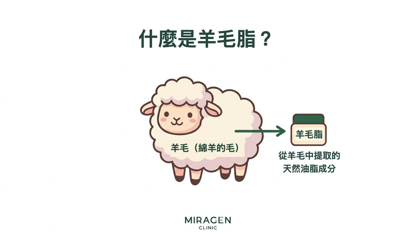 用綿羊插圖說明羊毛脂是從羊毛提取的天然油脂的資訊圖