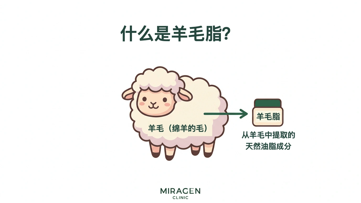 用绵羊插图说明羊毛脂是从羊毛提取的天然油脂的信息图
