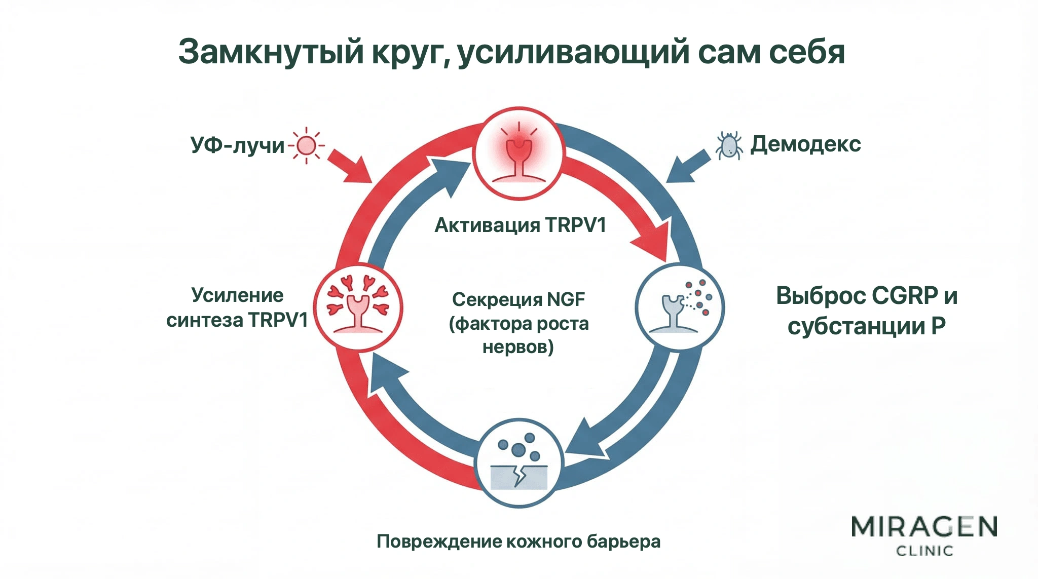 Круговая диаграмма показывает самоподдерживающийся цикл: активация TRPV1, выделение CGRP и вещества P, секреция NGF, дополнительное образование TRPV1; ультрафиолет, Demodex и повреждение кожного барьера запускают цикл