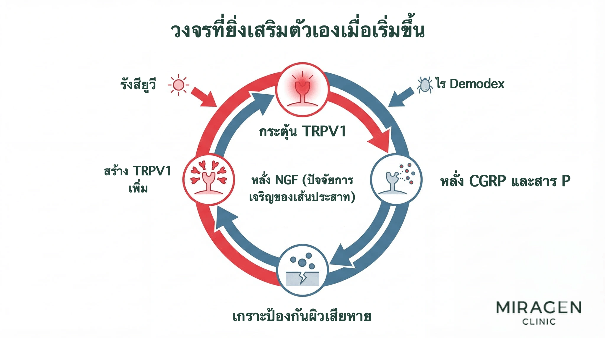 แผนภาพวงจรที่ TRPV1 ถูกกระตุ้น ปล่อย CGRP และ substance P ตามด้วย NGF และเพิ่มการสร้าง TRPV1 อีก โดยรังสี UV ไรขุมขน และเกราะป้องกันผิวเสียหายเป็นตัวเริ่มวงจร