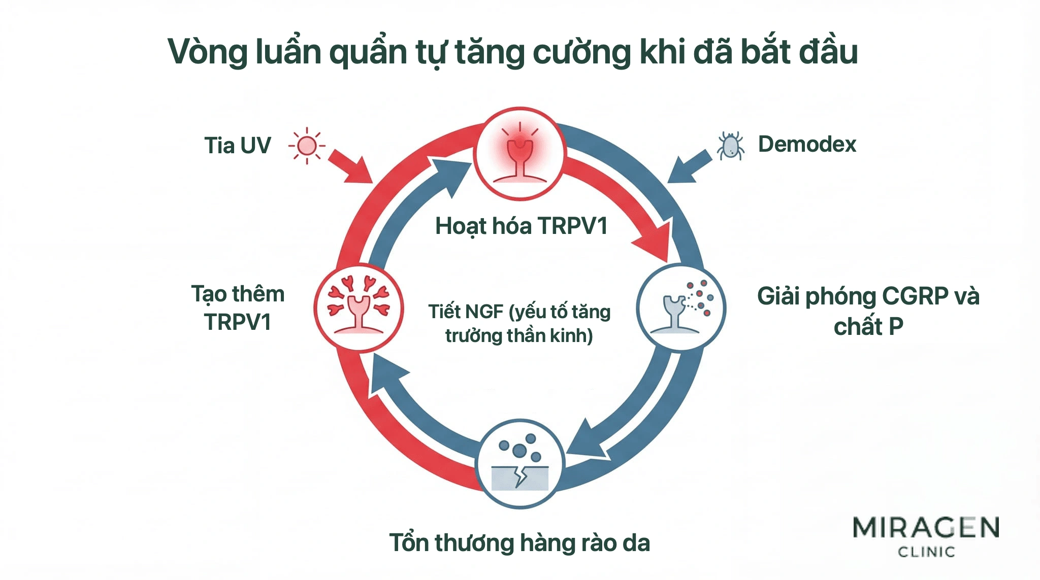 Sơ đồ vòng luẩn quẩn TRPV1: kích hoạt TRPV1 dẫn đến phóng thích CGRP và substance P, tiết NGF và tạo thêm TRPV1; tia UV, Demodex và tổn thương hàng rào da có thể khởi phát vòng này