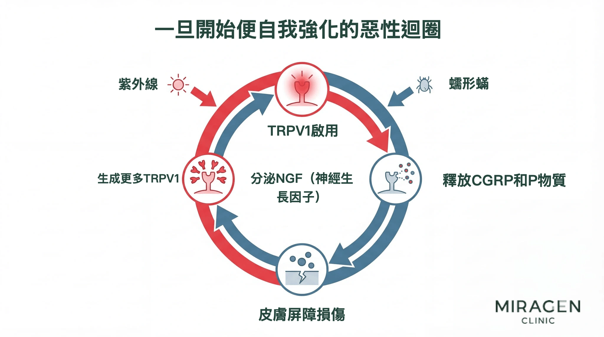 TRPV1 惡性迴圈示意圖：TRPV1 啟用、釋放 CGRP 與 P 物質、分泌 NGF、生成更多 TRPV1，紫外線、蠕形蟎及皮膚屏障損傷可促成這一迴圈