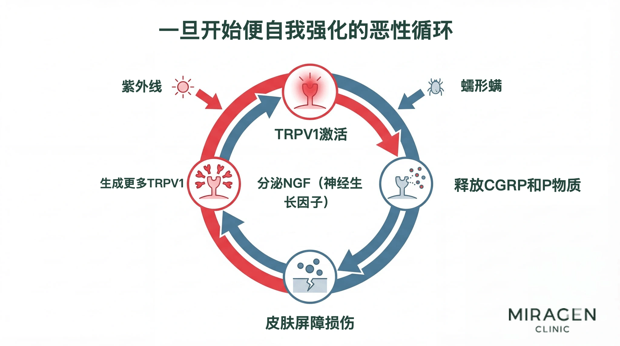 TRPV1 恶性循环示意图：TRPV1 激活、释放 CGRP 与 P 物质、分泌 NGF、生成更多 TRPV1，紫外线、蠕形螨及皮肤屏障损伤可促成这一循环