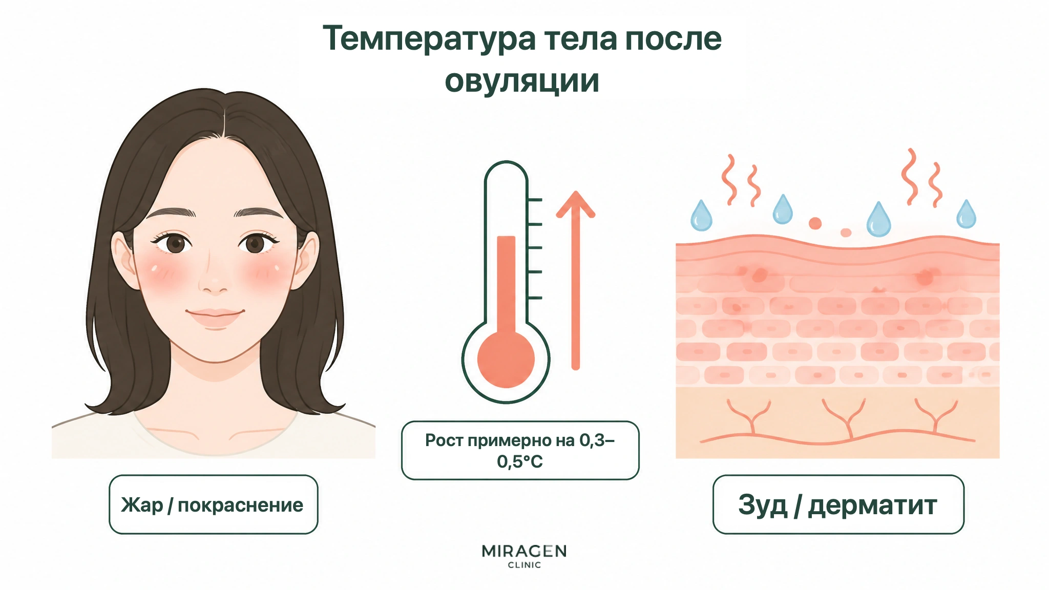 Иллюстрация показывает повышение базальной температуры после овуляции примерно на 0,3–0,5 °C и его возможную связь с жаром, покраснением и дерматитом