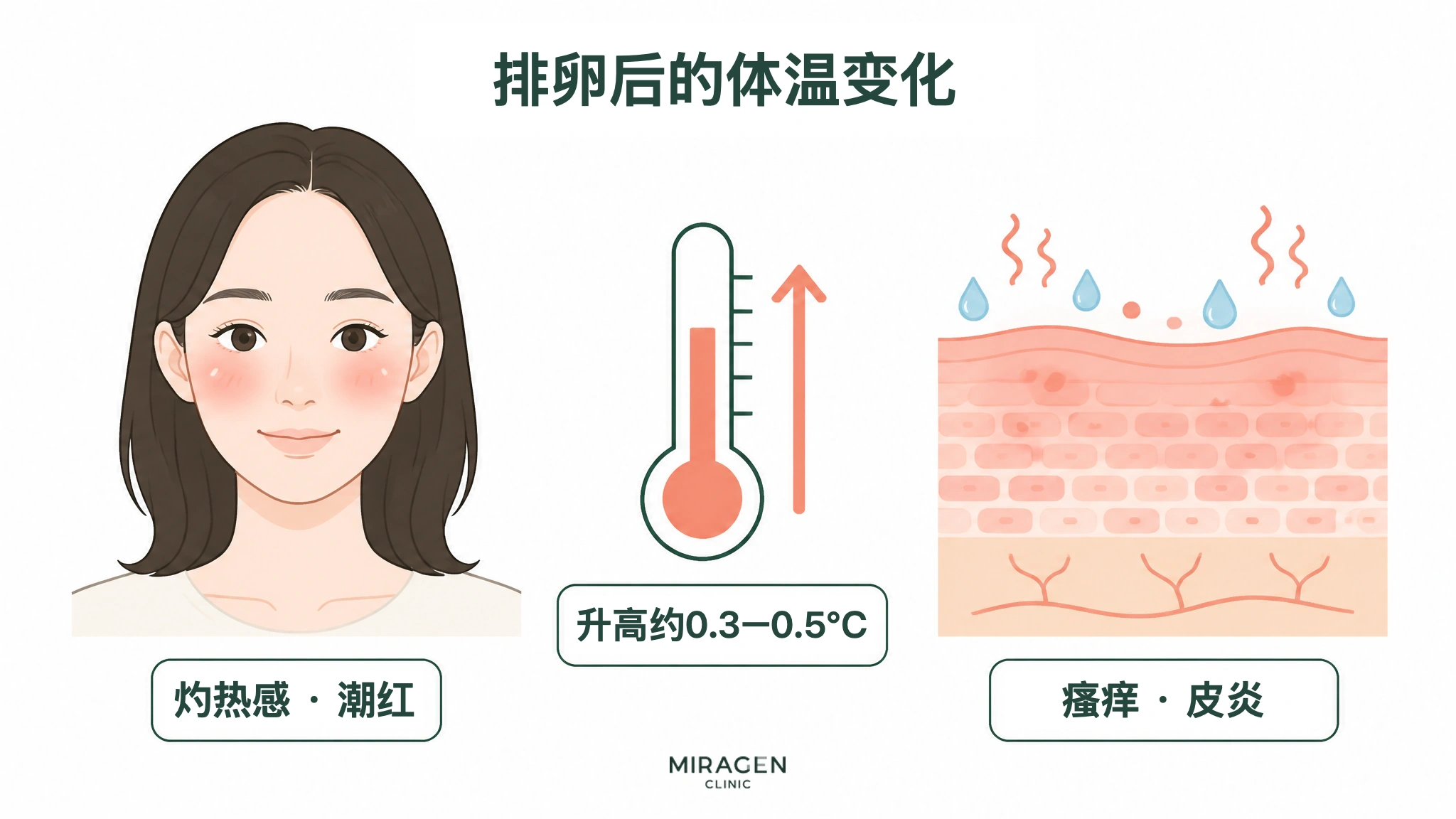 说明排卵后基础体温升高约 0.3～0.5°C，可能影响热感、潮红和皮炎的图表