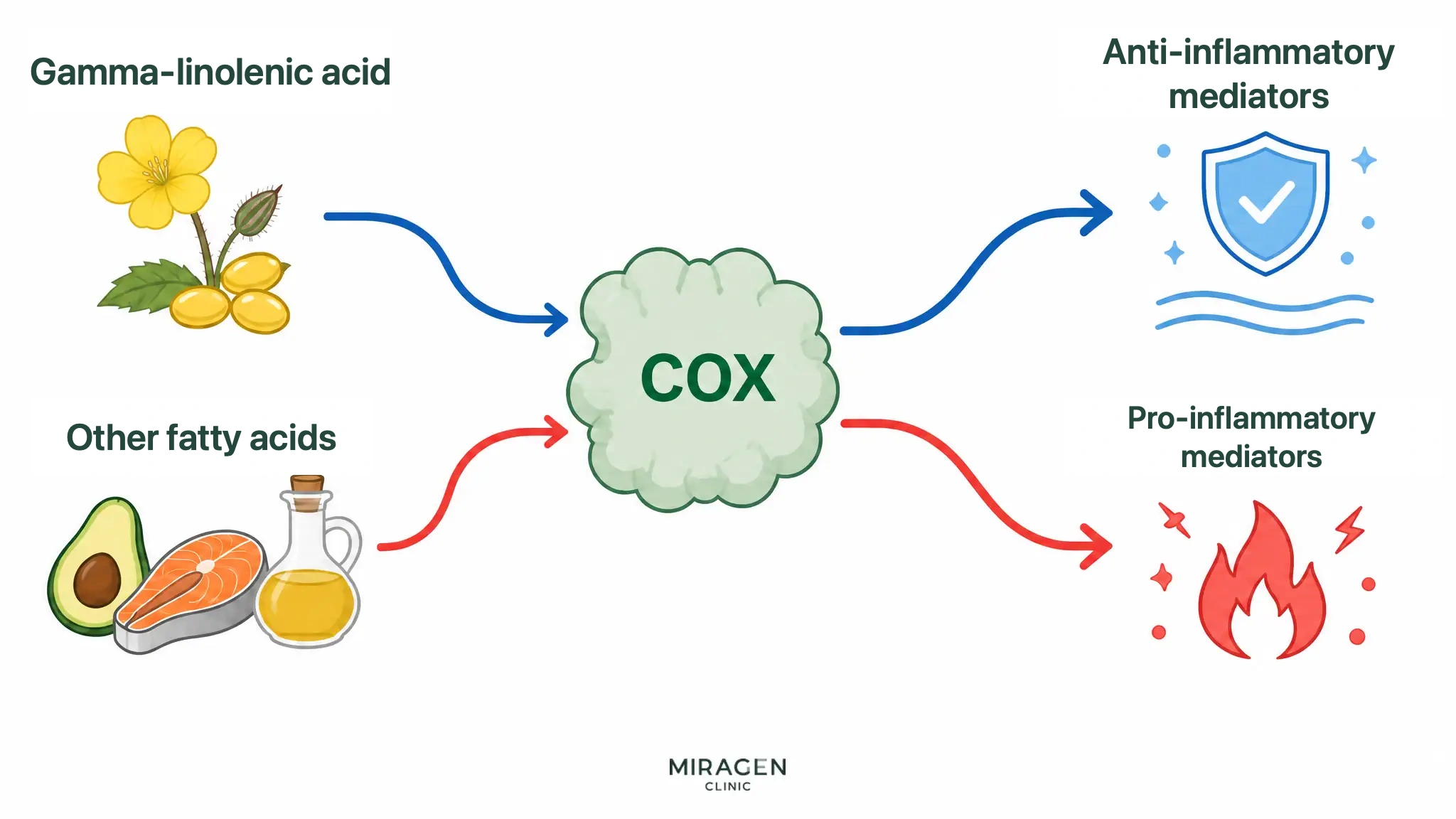 A two-pathway diagram showing gamma-linolenic acid becoming a raw material for anti-inflammatory substances through the COX enzyme, while other fatty acids become raw materials for pro-inflammatory substances through the same COX enzyme