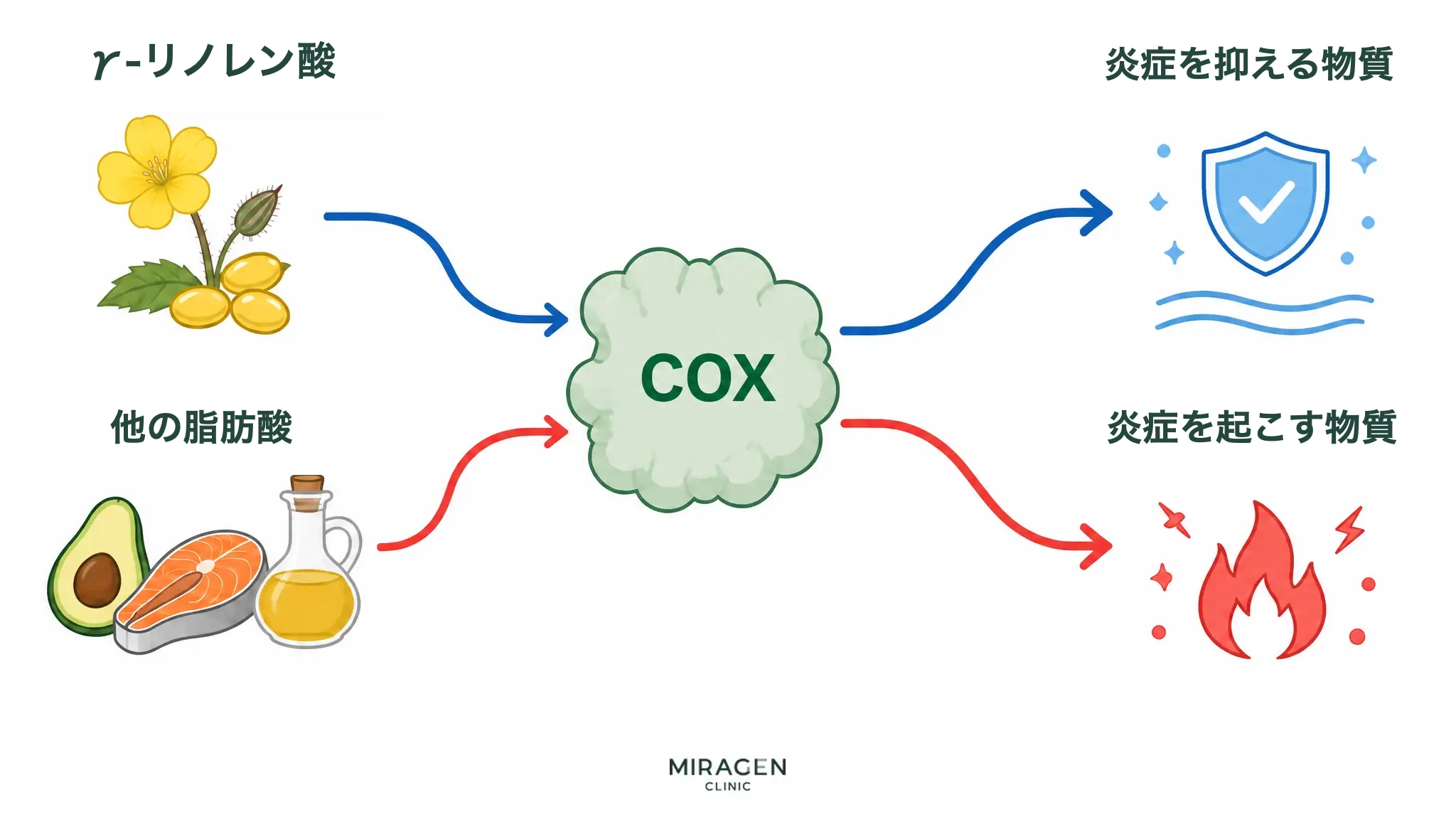 ガンマリノレン酸がCOX酵素を経て炎症を抑制する物質の材料となり、他の脂肪酸が同じCOX酵素を経て炎症を誘発する物質の材料となる二つの経路