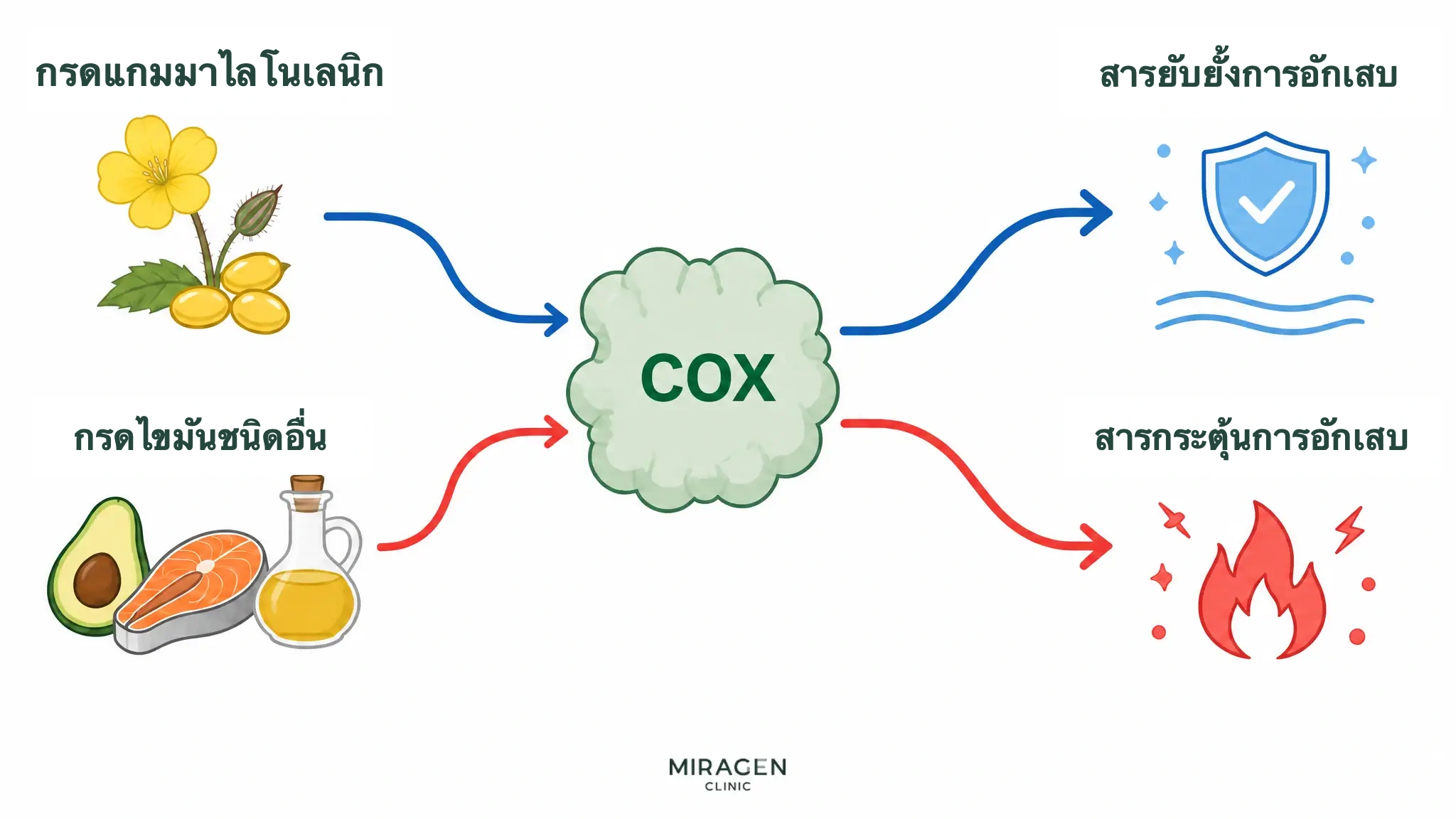 แผนภาพสองเส้นทางแสดงกรดแกมมาไลโนเลนิกเป็นวัตถุดิบให้เอนไซม์ COX สร้างสารยับยั้งการอักเสบ ขณะที่กรดไขมันอีกชนิดผ่าน COX เดียวกันและเป็นวัตถุดิบของสารกระตุ้นการอักเสบ