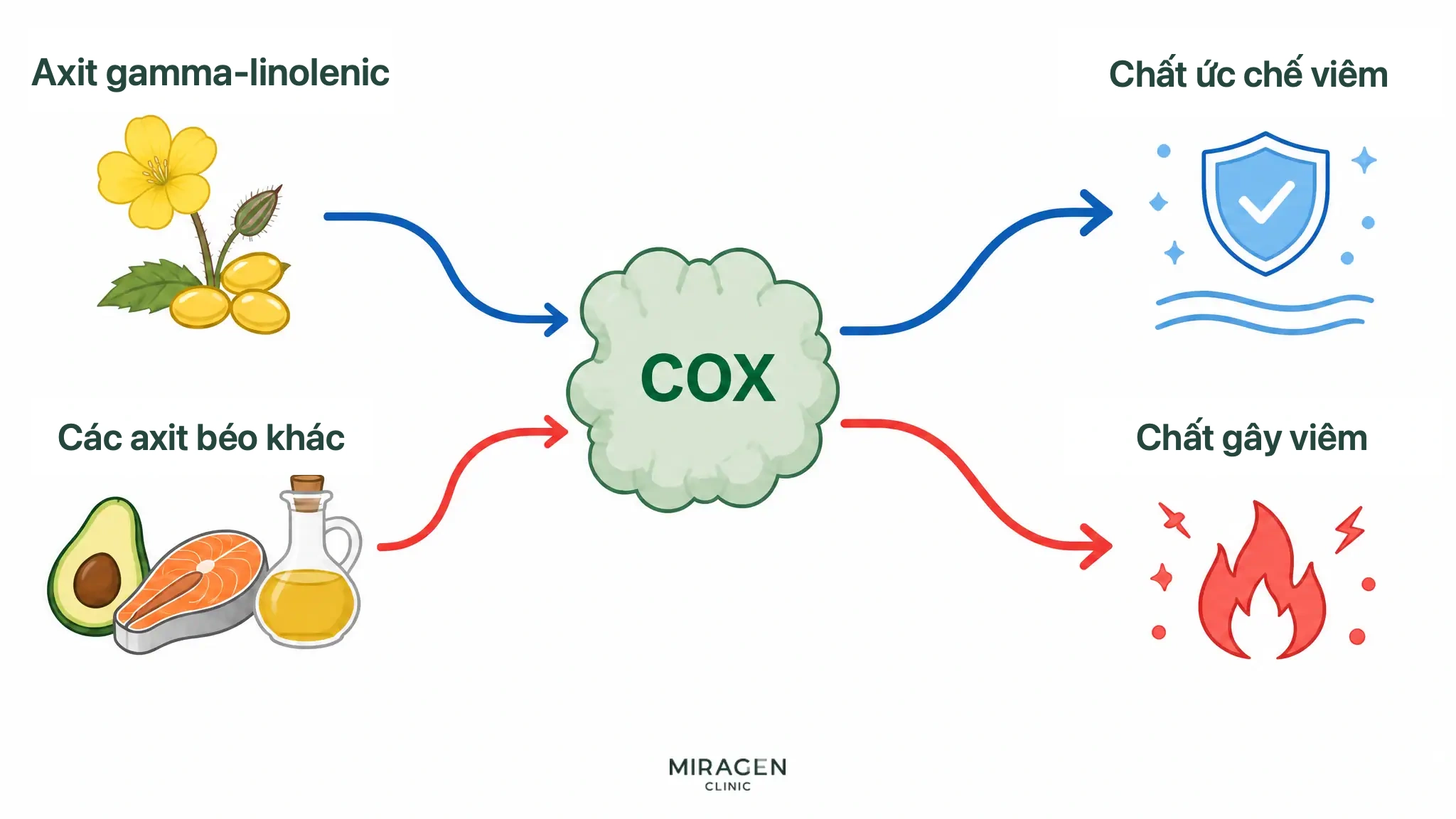 Sơ đồ hai nhánh: gamma-linolenic acid đi qua enzym COX để tạo chất ức chế viêm, trong khi acid béo khác qua cùng enzym để tạo chất gây viêm
