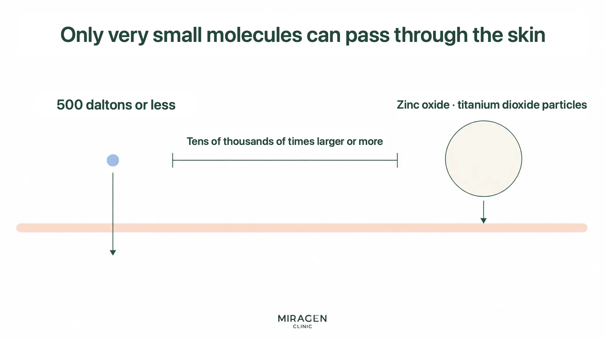 A diagram comparing ingredients under 500 Daltons with large metal oxide particles to explain the possibility of skin penetration between physical and chemical sunscreens.