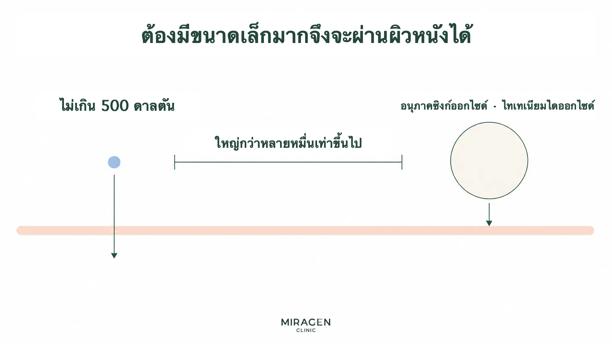 แผนภาพเปรียบเทียบสารขนาดไม่เกิน 500 ดัลตันกับอนุภาคโลหะออกไซด์ขนาดใหญ่เพื่ออธิบายโอกาสผ่านผิวของกันแดดแร่และอินทรีย์