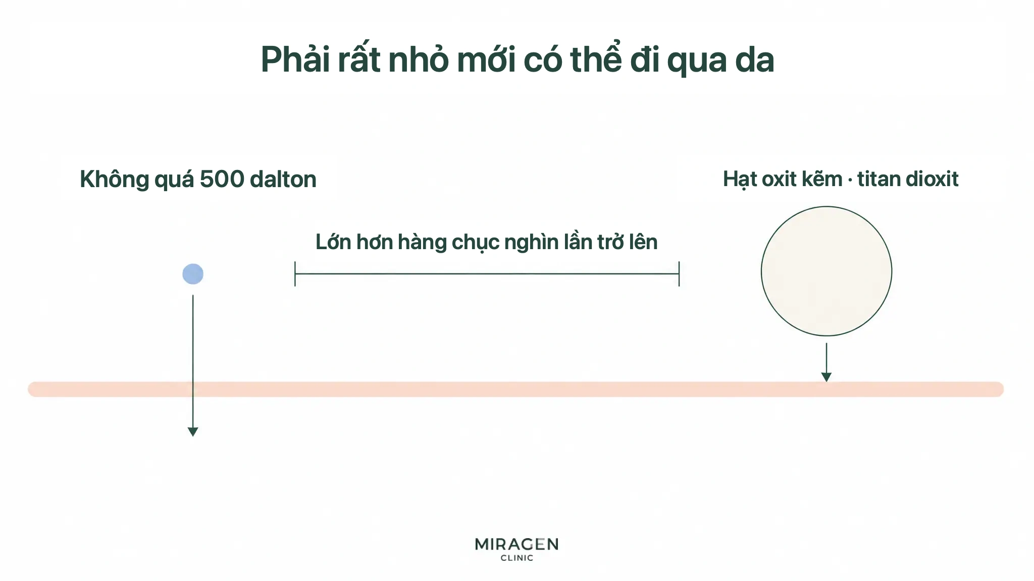 Sơ đồ so sánh chất dưới 500 dalton có thể dễ đi qua da với hạt oxit kim loại lớn để giải thích khả năng thấm da khác nhau