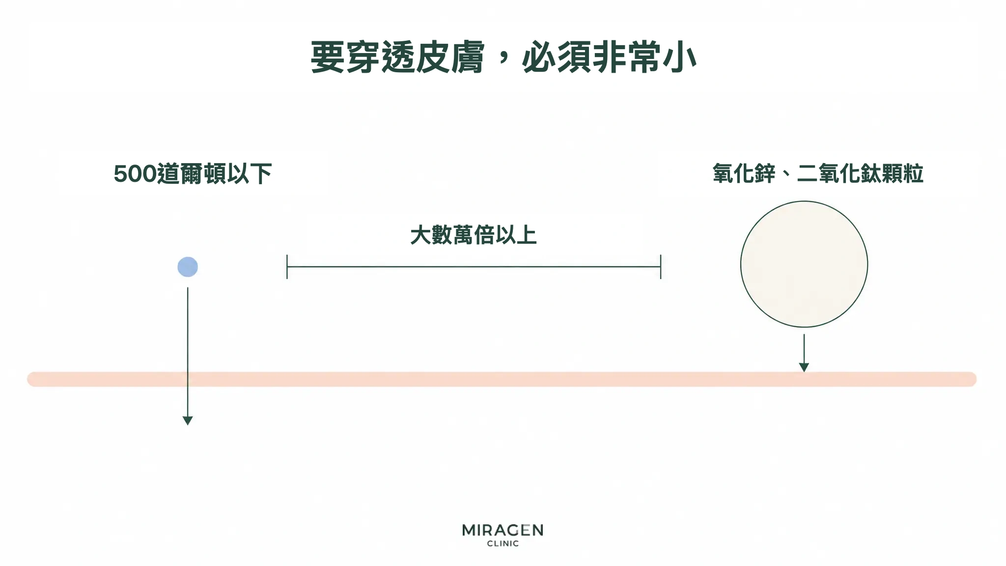 比較 500 道爾頓以下的小分子與較大的金屬氧化物顆粒，以說明兩類防曬成分穿過皮膚可能性的圖示
