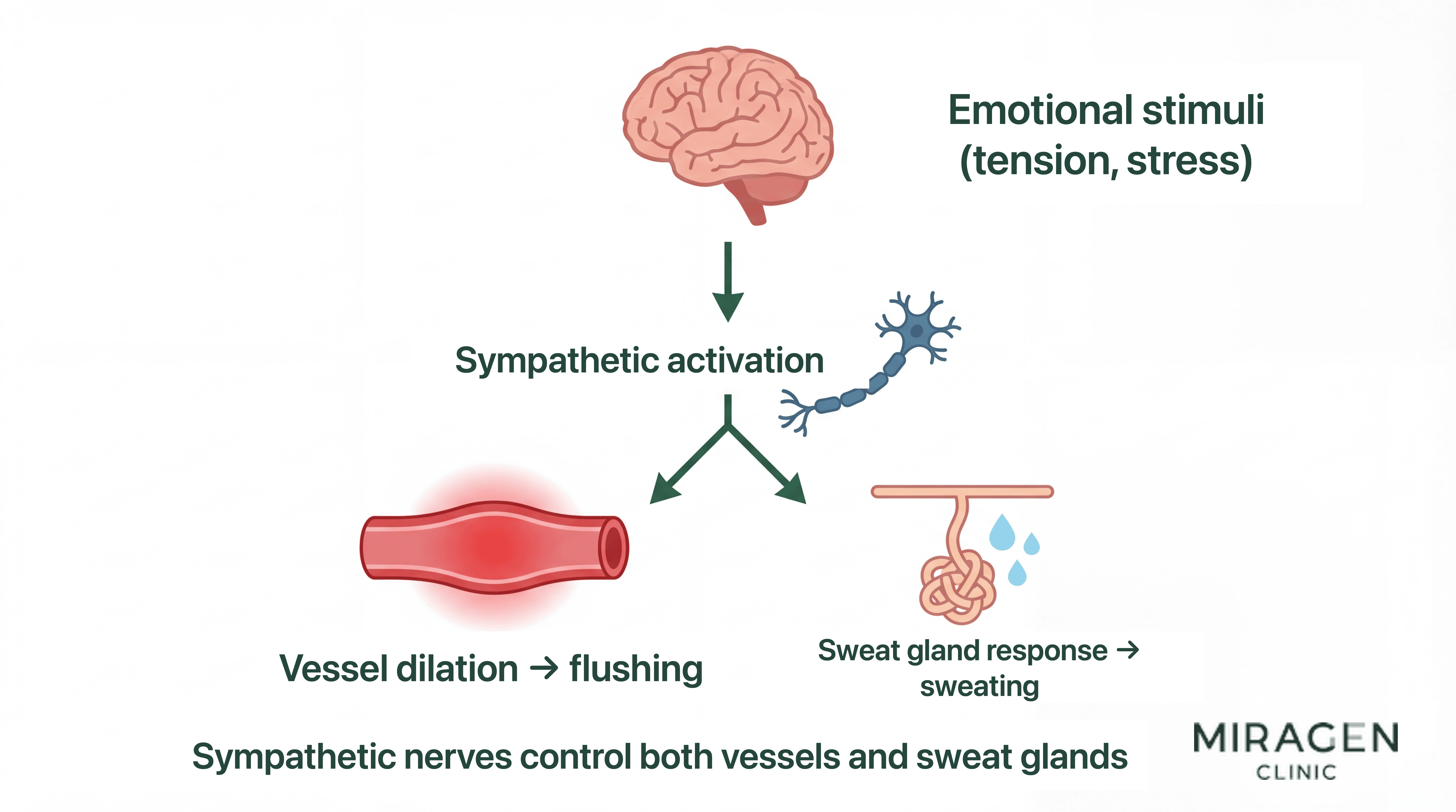Diagram illustrating the sympathetic pathway of emotional flushing. Shows how emotional stimuli activate the sympathetic nervous system, leading to vasodilation that causes flushing and sweat gland response that produces sweating simultaneously. 