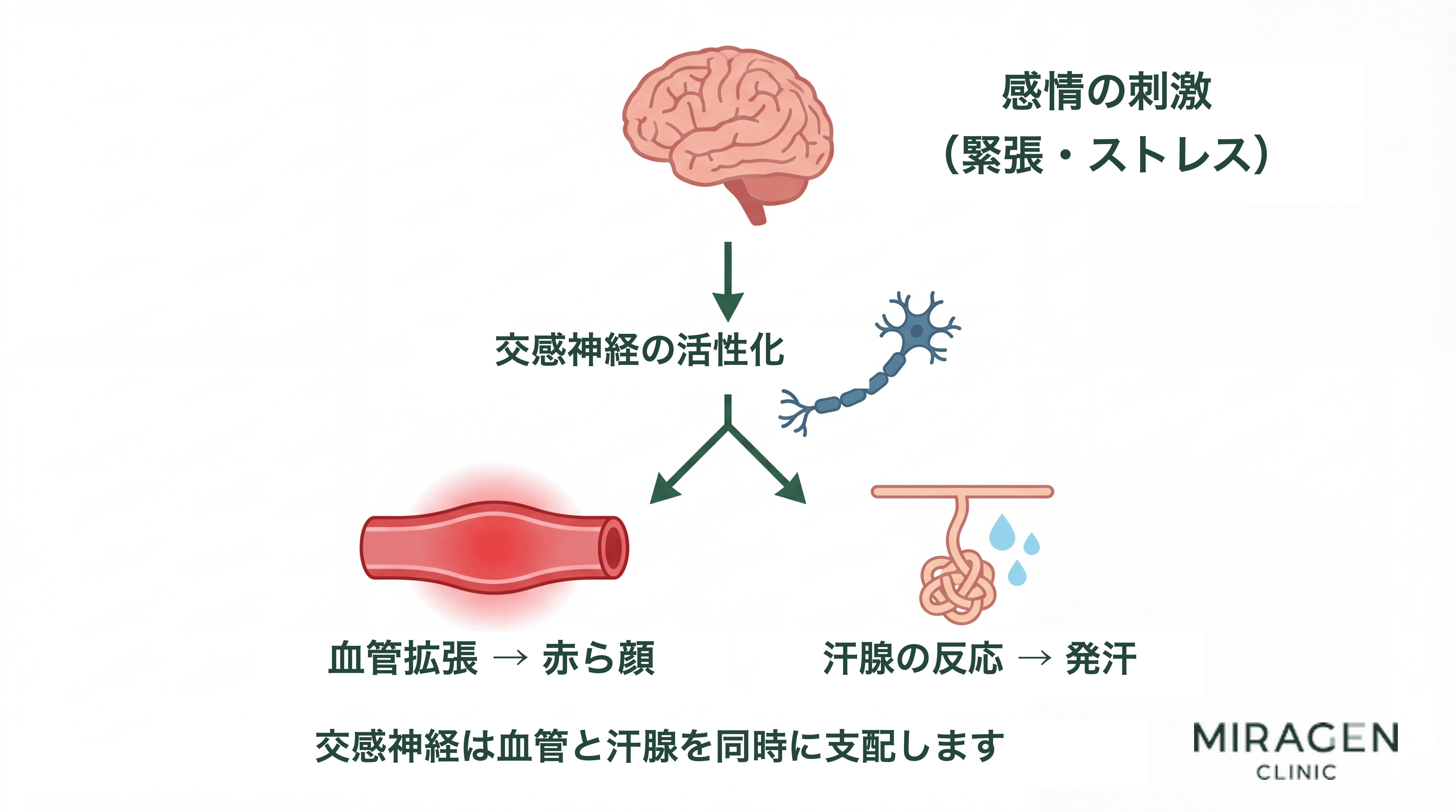 感情性紅潮の交感神経経路を示すダイアグラム。感情刺激によって交感神経が活性化され、血管拡張による紅潮と汗腺反応による発汗が同時に発生する過程を図式化。 