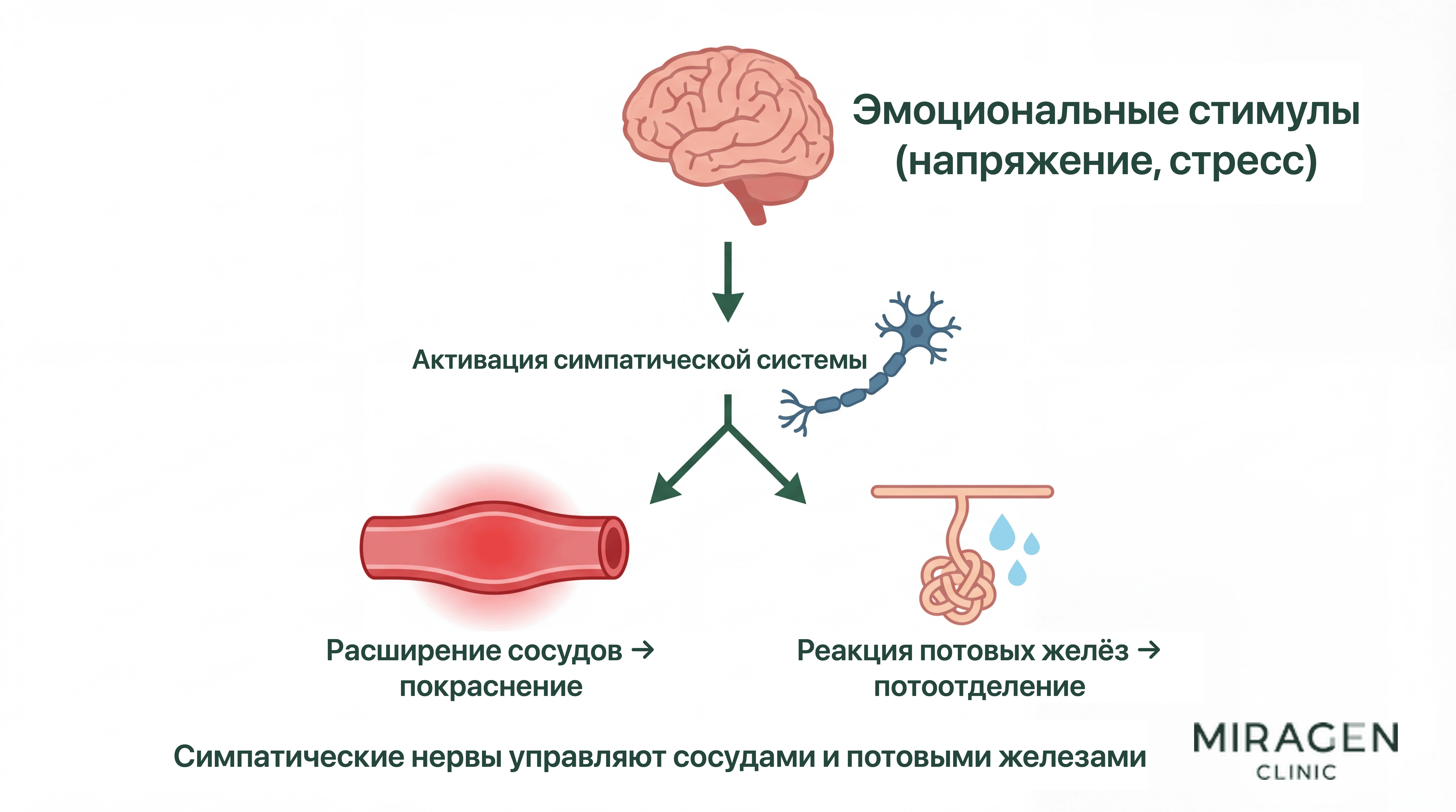 Схема симпатического пути эмоционального покраснения: эмоциональный стимул активирует симпатическую нервную систему, расширение сосудов вызывает покраснение, а реакция потовых желёз — потоотделение