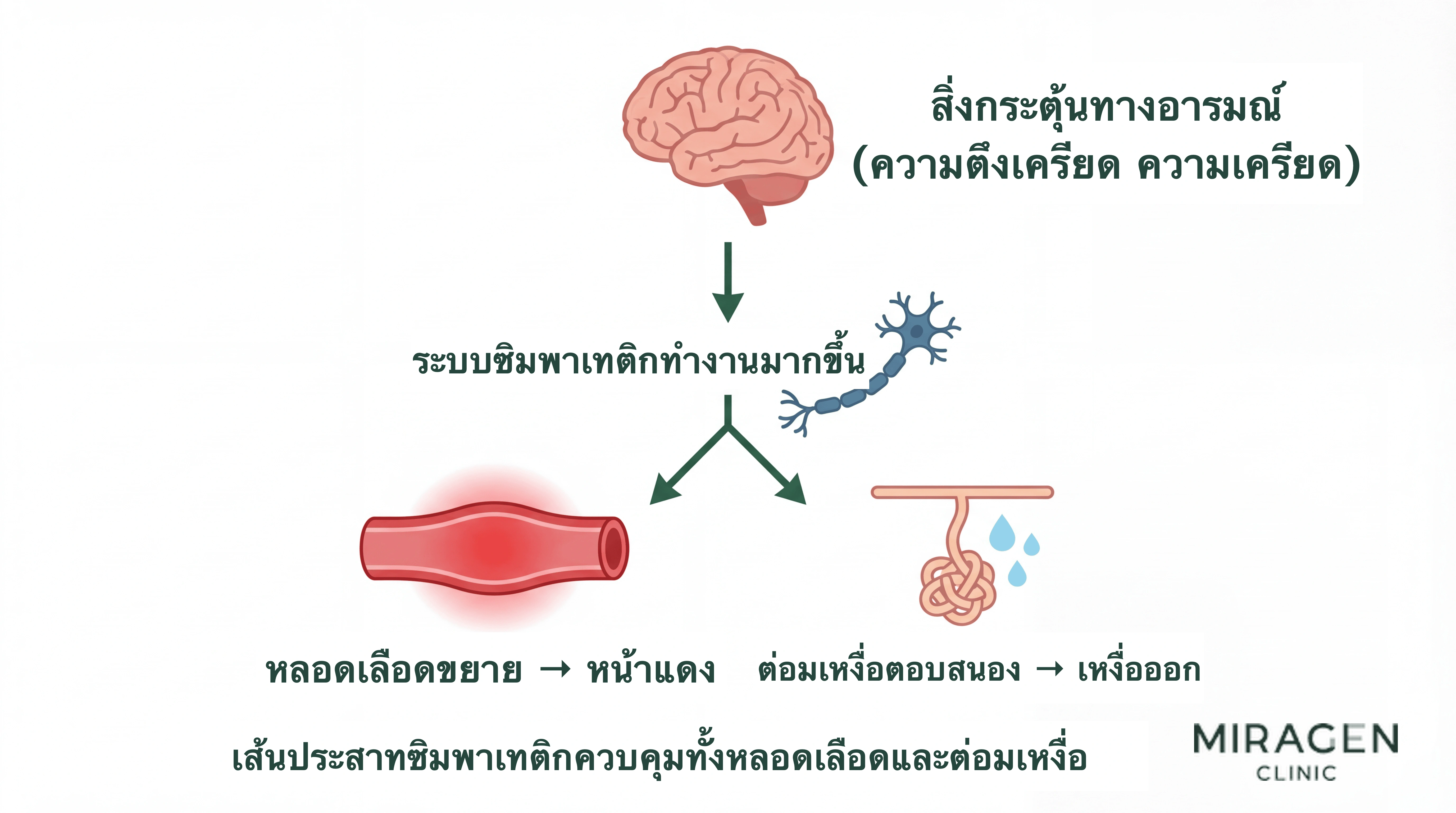 แผนภาพเส้นทางระบบประสาทซิมพาเทติกที่ทำให้เกิดทั้งหลอดเลือดขยาย หน้าแดง และเหงื่อออกหลังสิ่งกระตุ้นทางอารมณ์