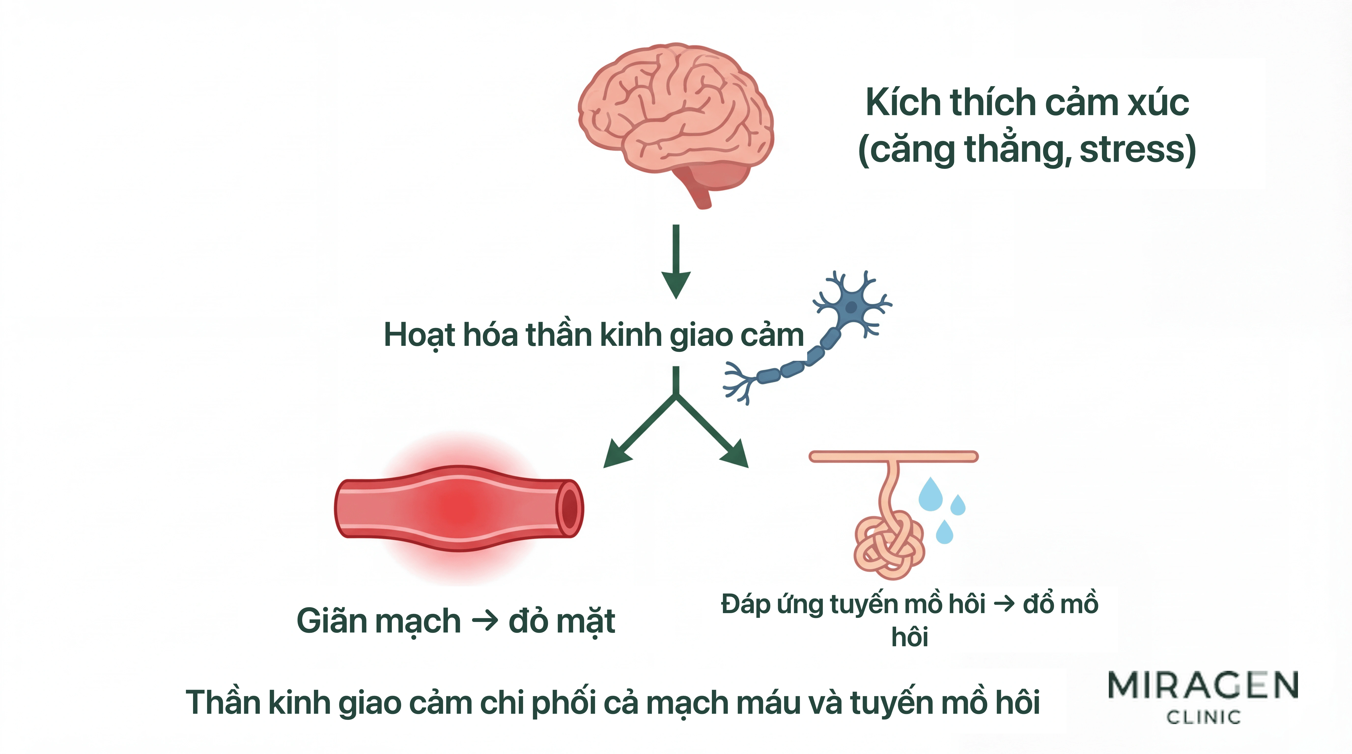 Sơ đồ con đường thần kinh giao cảm trong đỏ bừng mặt do cảm xúc: kích thích cảm xúc hoạt hóa hệ giao cảm, đồng thời gây giãn mạch và phản ứng của tuyến mồ hôi