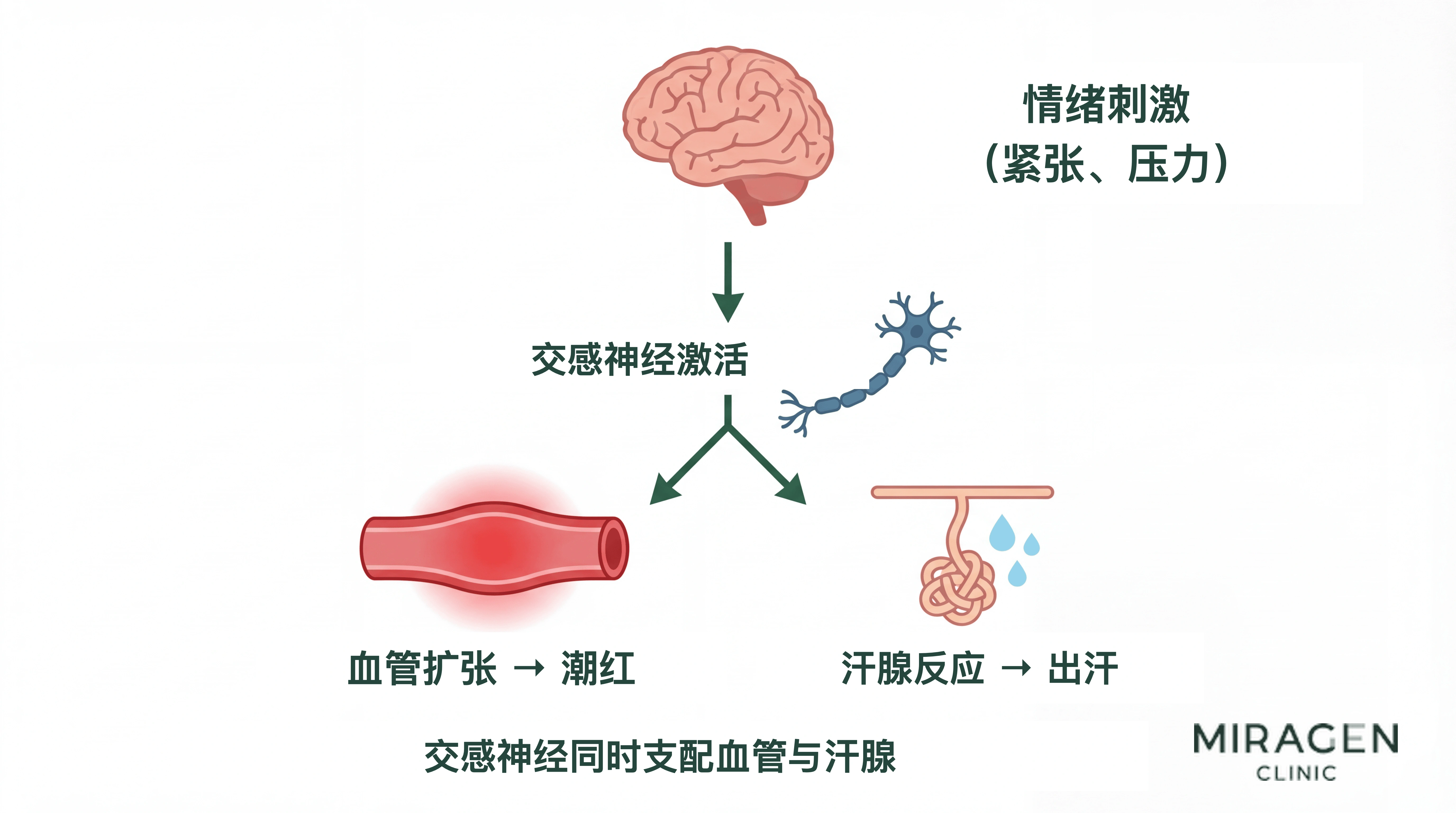 情绪性潮红的交感神经通路示意图：情绪刺激激活交感神经，血管扩张引发潮红，汗腺反应同时引发出汗
