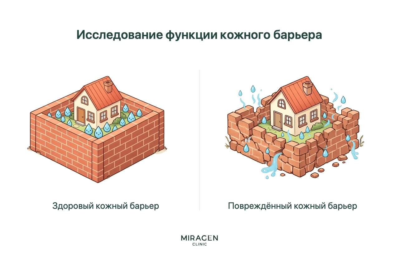 Инфографика исследования кожного барьера: измерение трансэпидермальной потери воды TEWL позволяет количественно оценить его повреждение