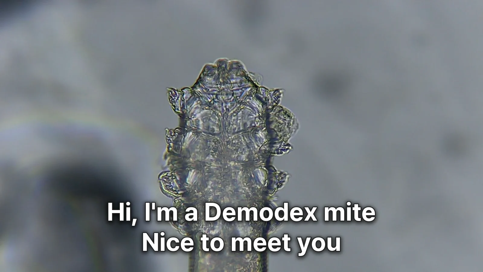 A cover image with the words "Hi, I'm a Demodex mite. Nice to meet you" placed over a highly magnified microscope view of a Demodex mite's head and legs