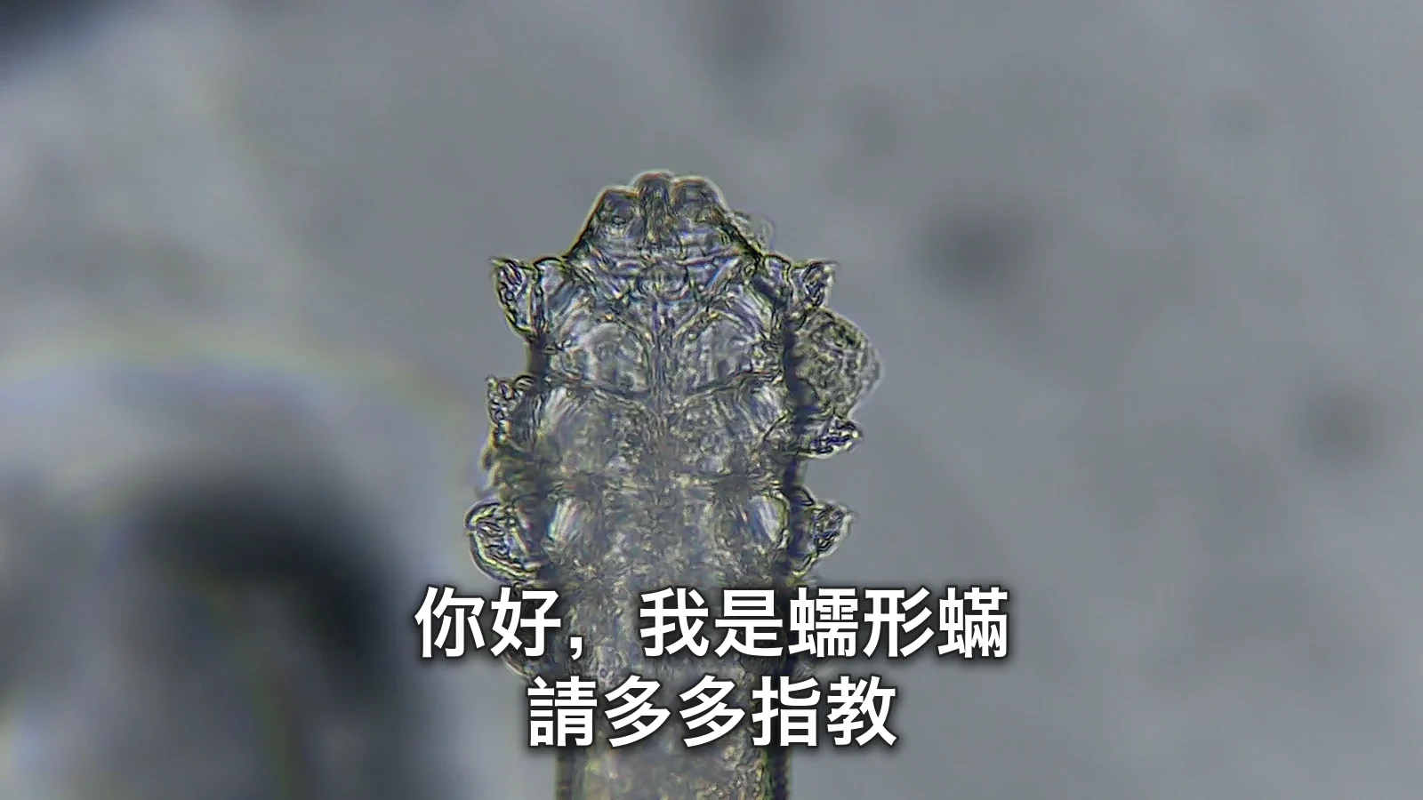 顯微鏡下大幅放大的蠕形蟎頭部與腳上，疊著「你好，我是蠕形蟎。請多多指教」字樣的代表圖片
