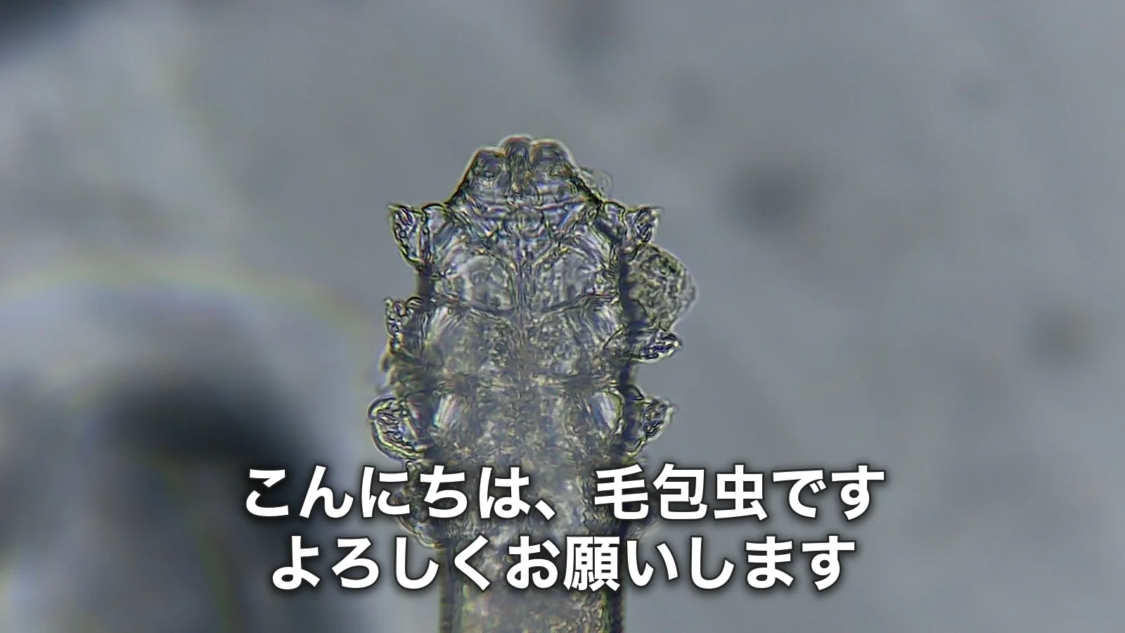 顕微鏡で大きく拡大した毛包虫の頭と脚の上に「こんにちは、毛包虫です。よろしくお願いします」という文字を重ねた代表画像