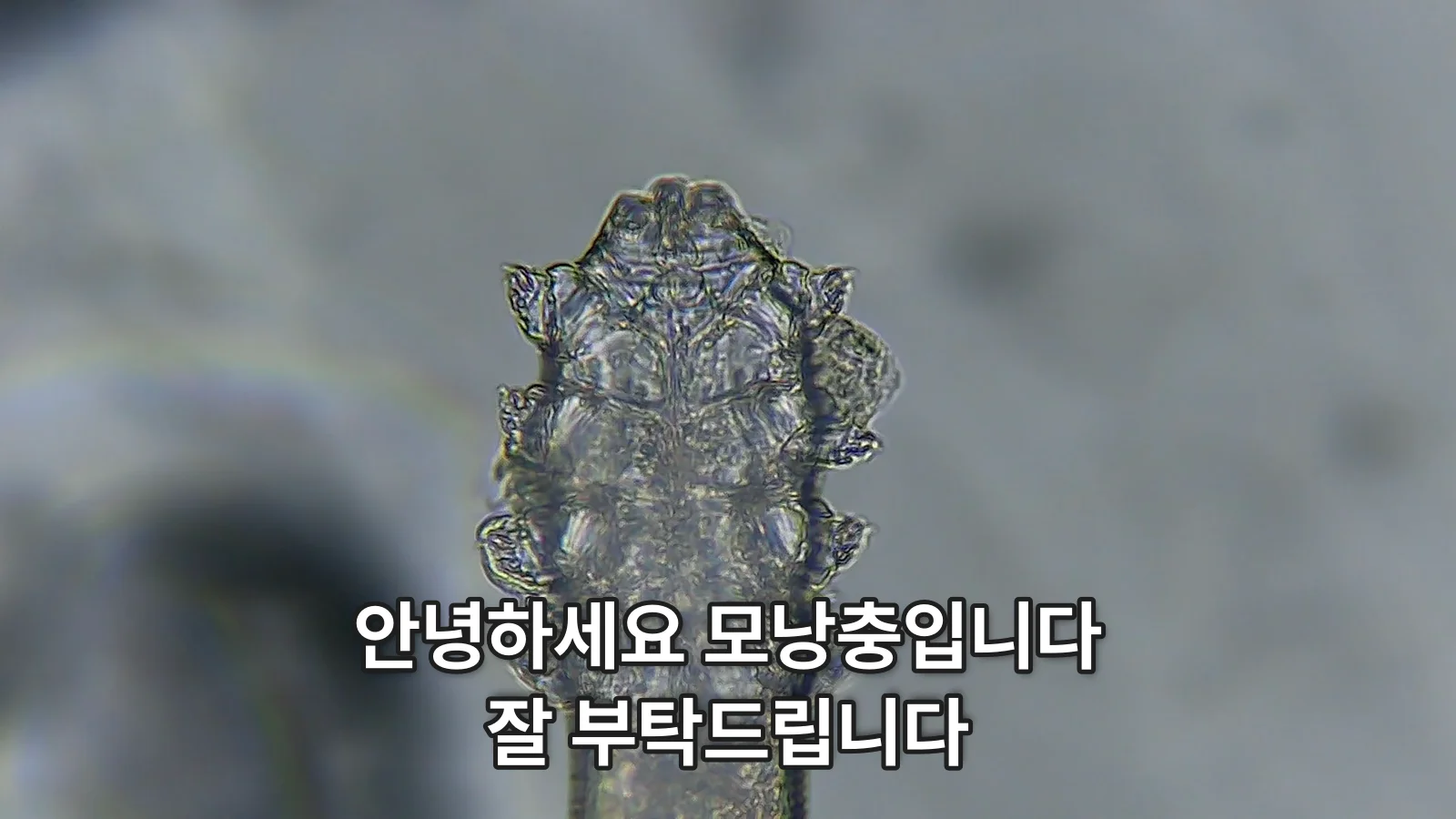 현미경으로 크게 확대한 모낭충의 머리와 다리 위에 "안녕하세요 모낭충입니다 잘 부탁드립니다"라는 글자를 얹은 대표 이미지